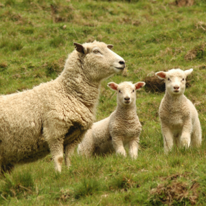 Természetes gyapjú 